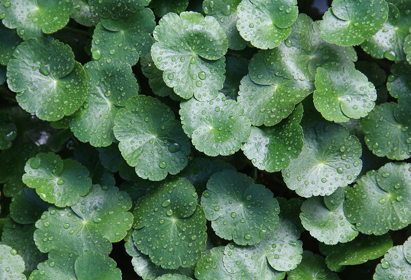 La Centella asiatica, ingrédient miracle pour une peau parfaite